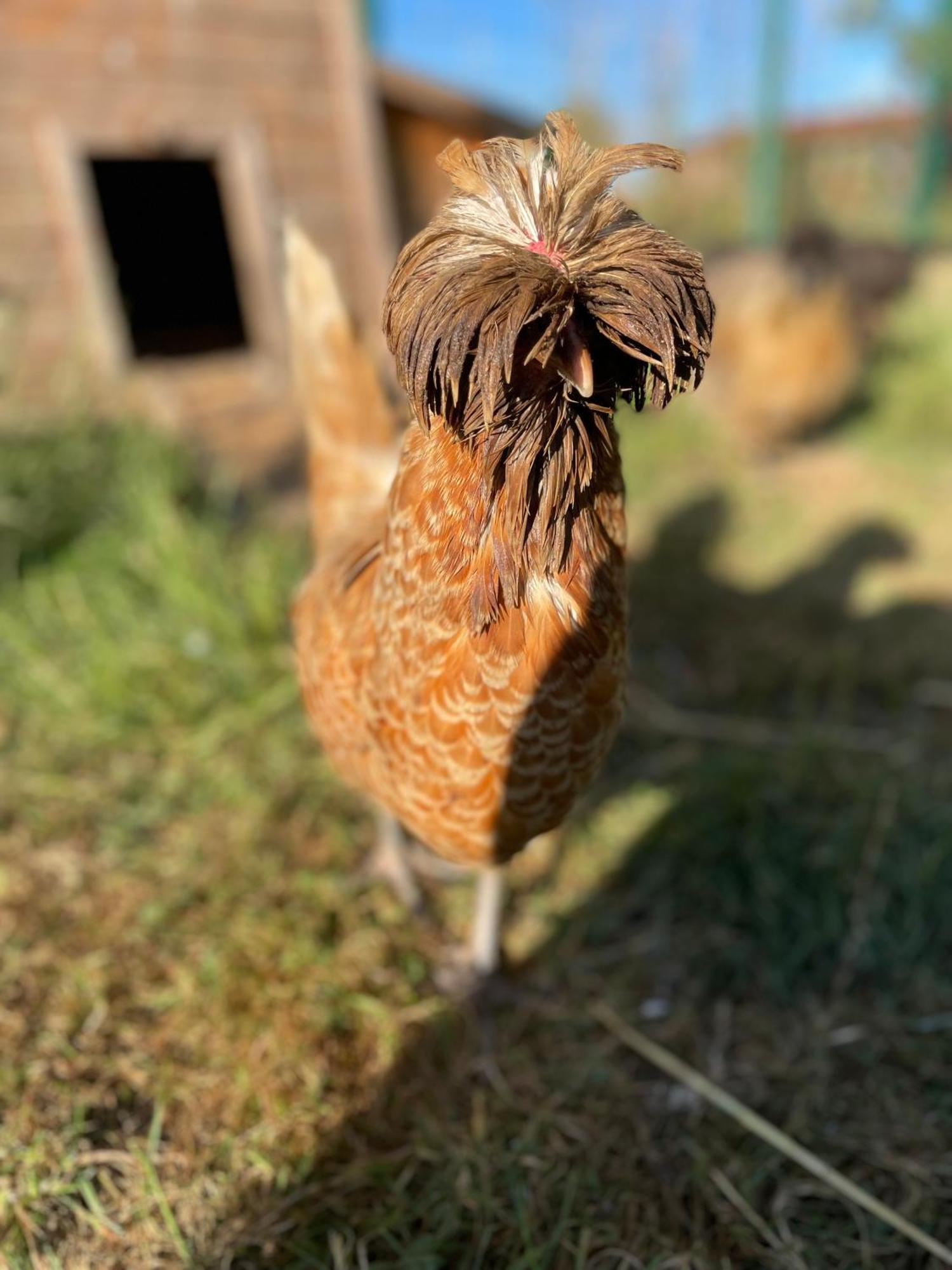 La Ferme Du Paradis Merris Esterno foto