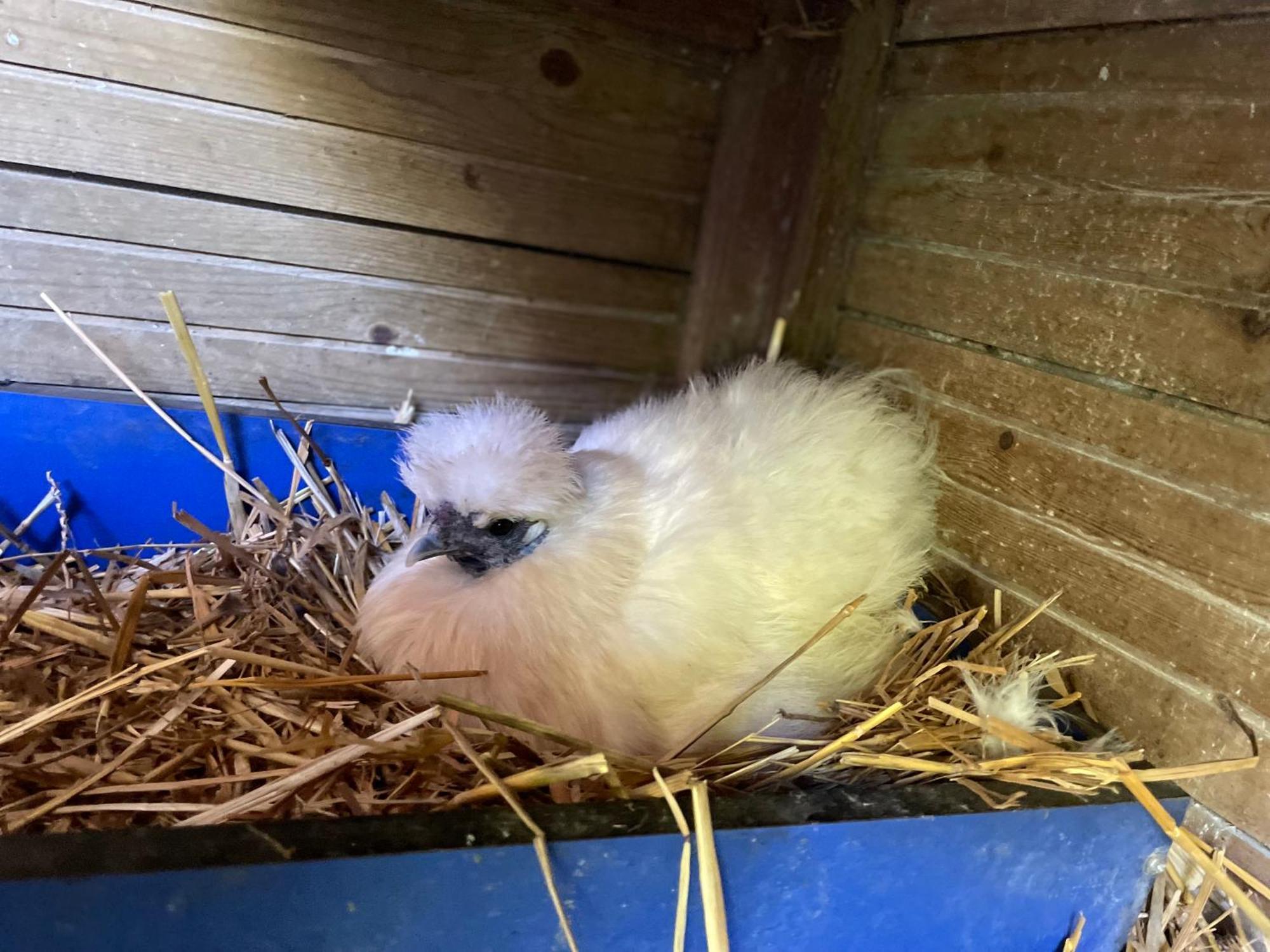 La Ferme Du Paradis Merris Esterno foto