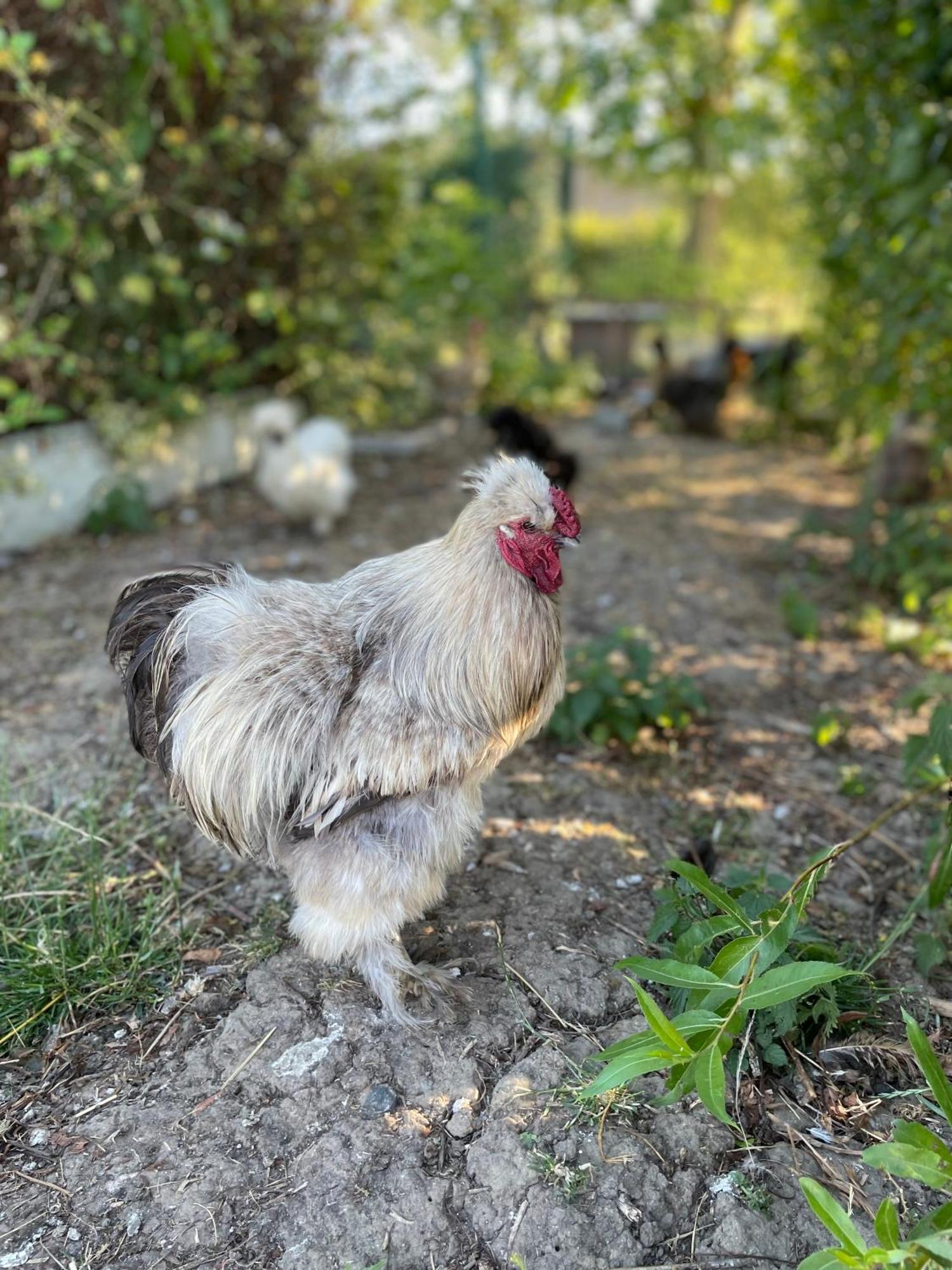 La Ferme Du Paradis Merris Esterno foto