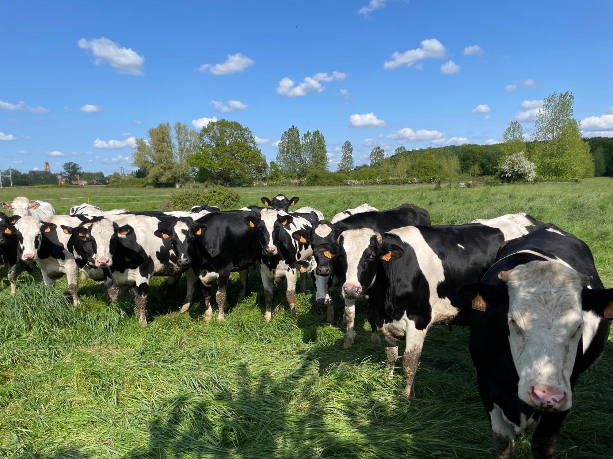 La Ferme Du Paradis Merris Esterno foto